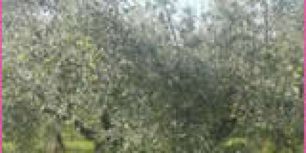 La fabrication de l&rsquo;huile d&rsquo;olive au Moulin des Costes à Pélissanne