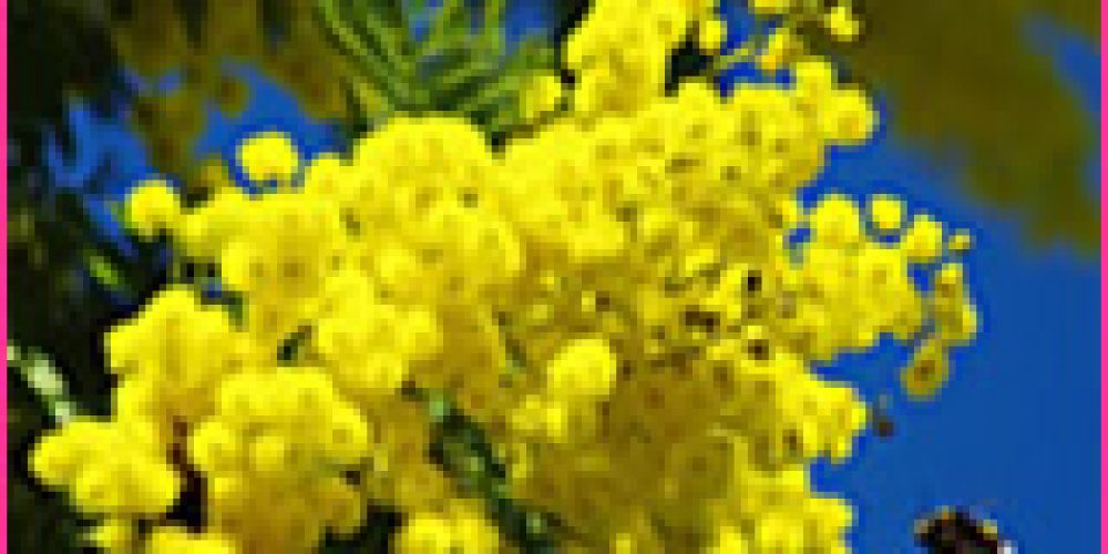 Mandelieu en famille et le mimosa